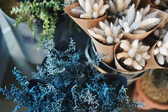 Blue Statice and White Bunny Tails Dried Flower Bouquets