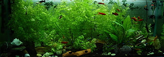 Lush Green Planted Aquarium With Colorful Tropical Fish