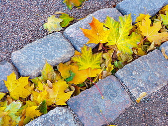 Colorful autumn maple leaves scattered on a gray cobblestone path