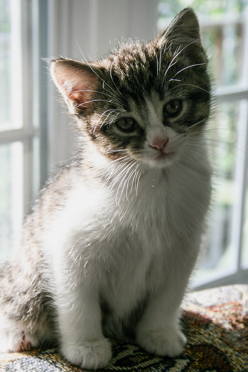 Cute Tabby Kitten Sitting by Window