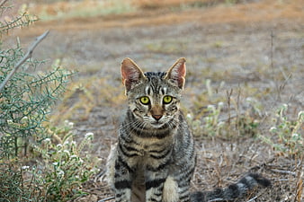 Tabby Cat Sitting in Dry Grassland with Green Bush