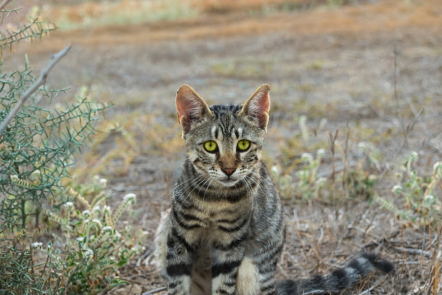 Tabby Cat Sitting in Dry Grassland with Green Bush
