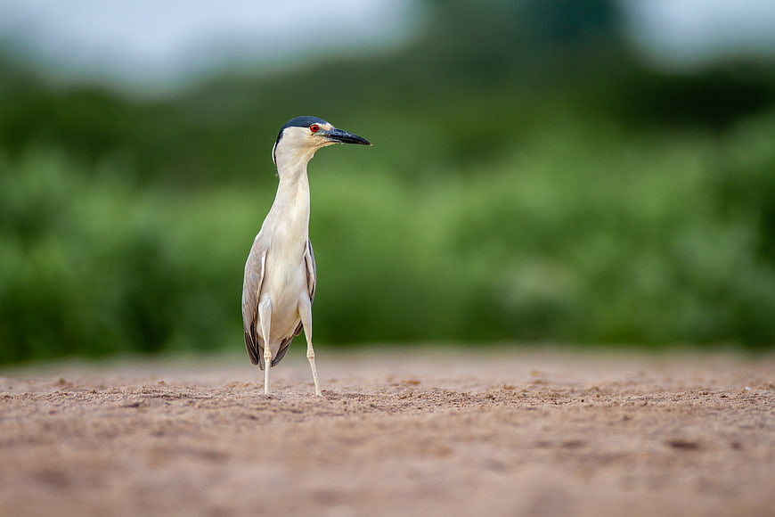 Black-crowned Night Heron Standing on Sandy Ground