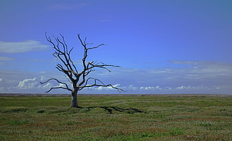 Lone Dead Tree in Vast Green Landscape Under Blue Sky