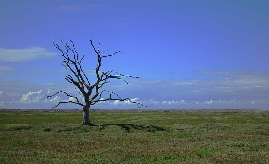 Lone Dead Tree in Vast Green Landscape Under Blue Sky