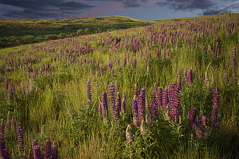 Vast field of purple lupine flowers on rolling green hills