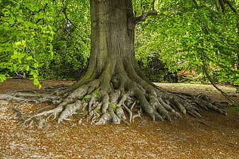 Majestic Old Tree Roots In Lush Green Park