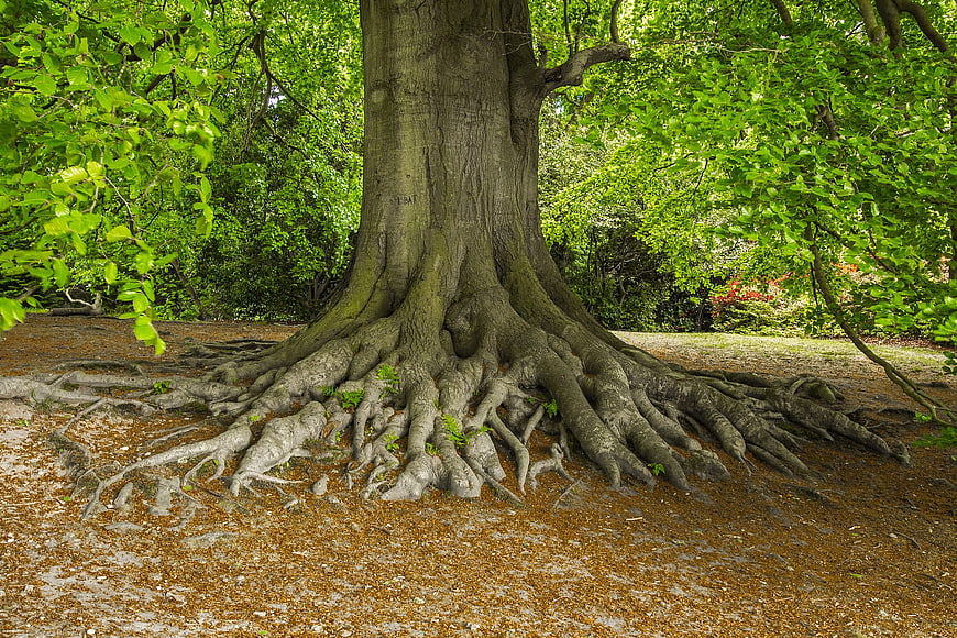 Majestic Old Tree Roots In Lush Green Park