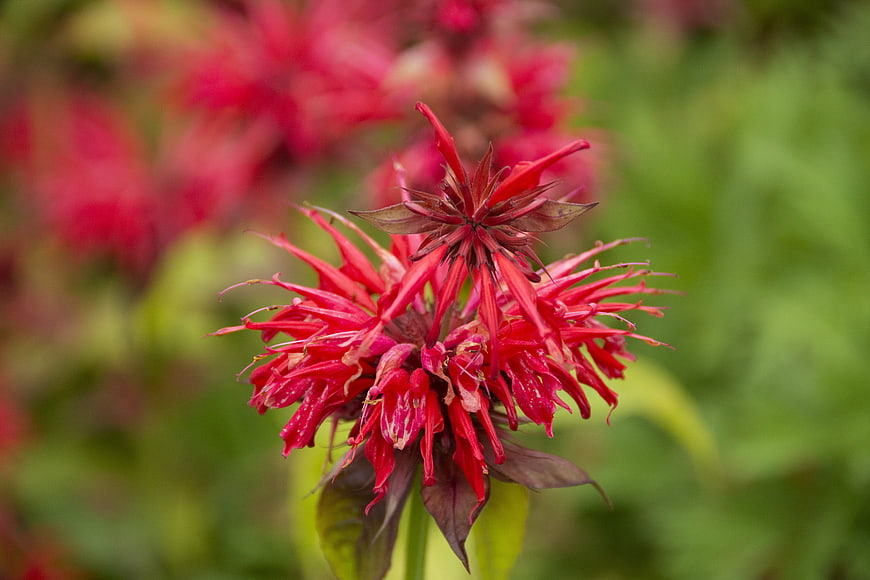 Close-up of vibrant red bee balm flower in garden