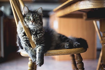 Fluffy Tabby Cat Relaxing on Wooden Chair