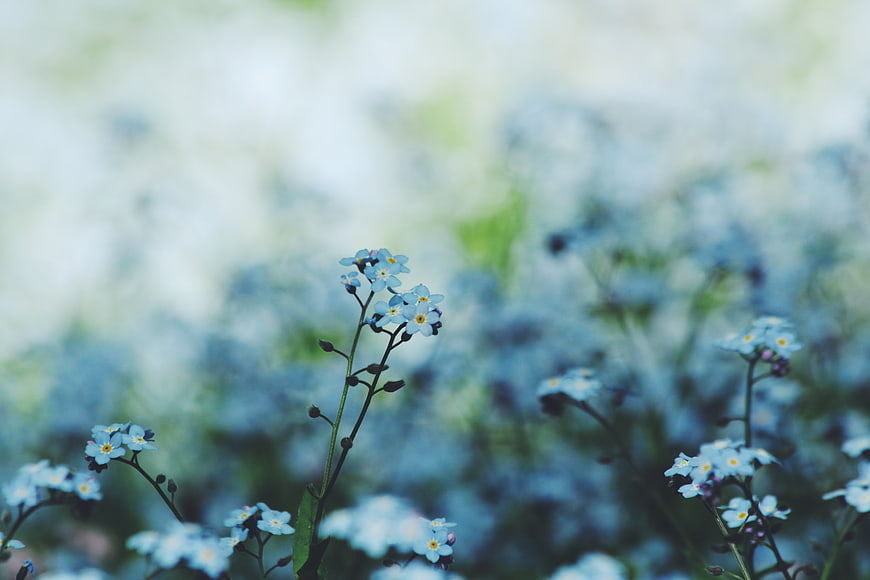 Delicate blue forget-me-not flowers in a dreamy garden