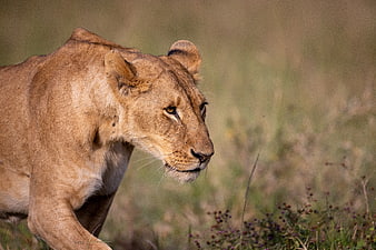 Lioness Walking in African Savanna Grassland