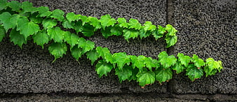 Green Ivy Leaves Growing on Textured Gray Concrete Wall