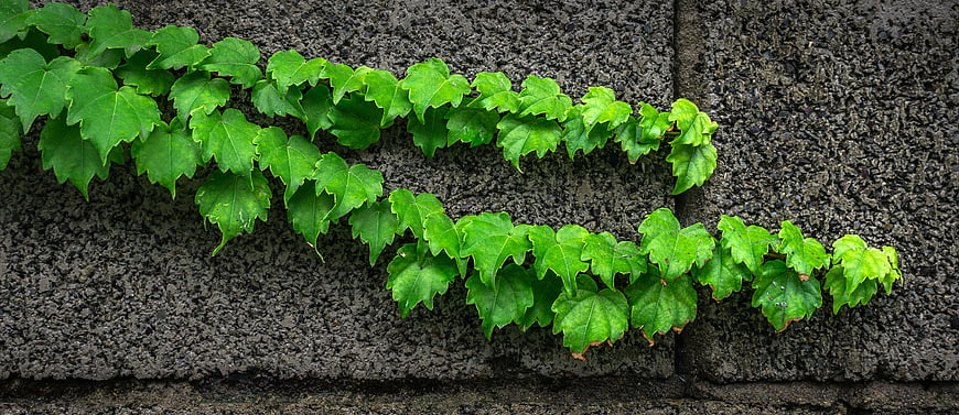 Green Ivy Leaves Growing on Textured Gray Concrete Wall
