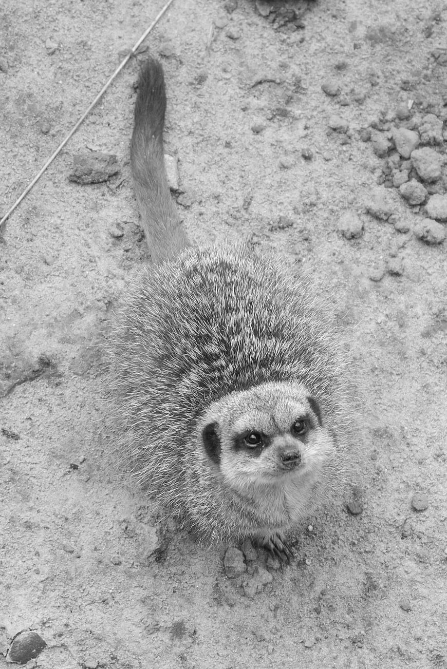 High Angle Black and White Portrait of a Curious Meerkat