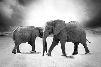 Two African Elephants Walking in Black and White