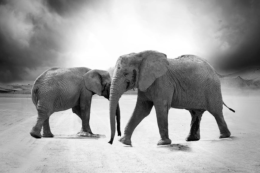 Two African Elephants Walking in Black and White