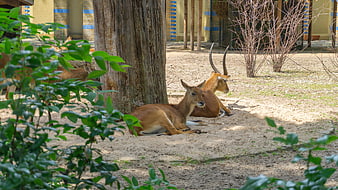 Resting Hartebeest Antelopes in Zoo Enclosure