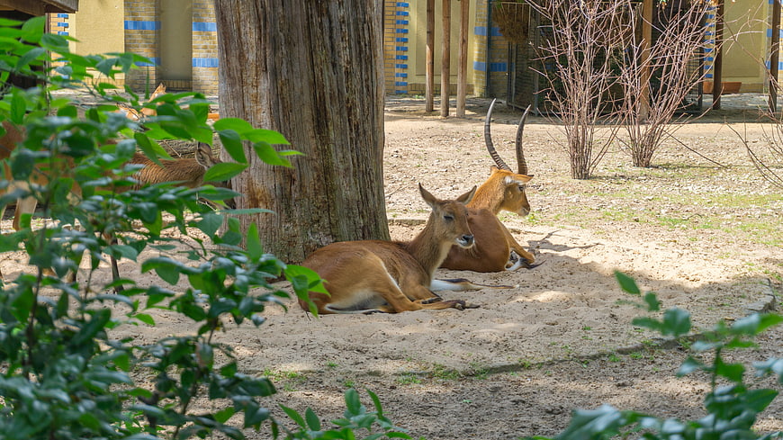 Resting Hartebeest Antelopes in Zoo Enclosure