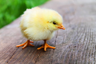 Cute yellow baby chick standing on wooden surface