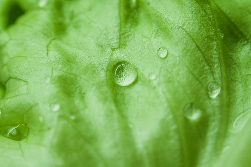 Macro shot of water droplets on a vibrant green leaf texture
