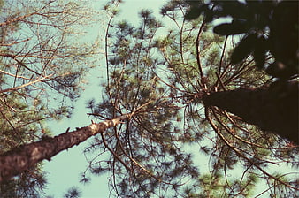 Low angle view of pine tree branches against blue sky