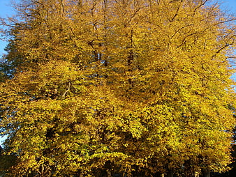 Golden Autumn Tree Canopy Against Blue Sky