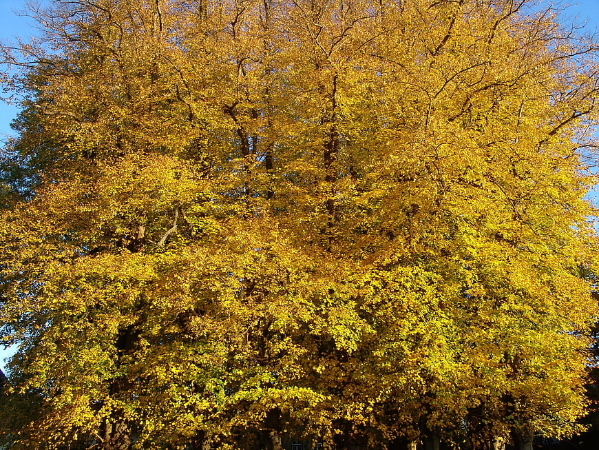 Golden Autumn Tree Canopy Against Blue Sky