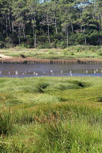 Seagulls in a calm river with lush green grass and forest background