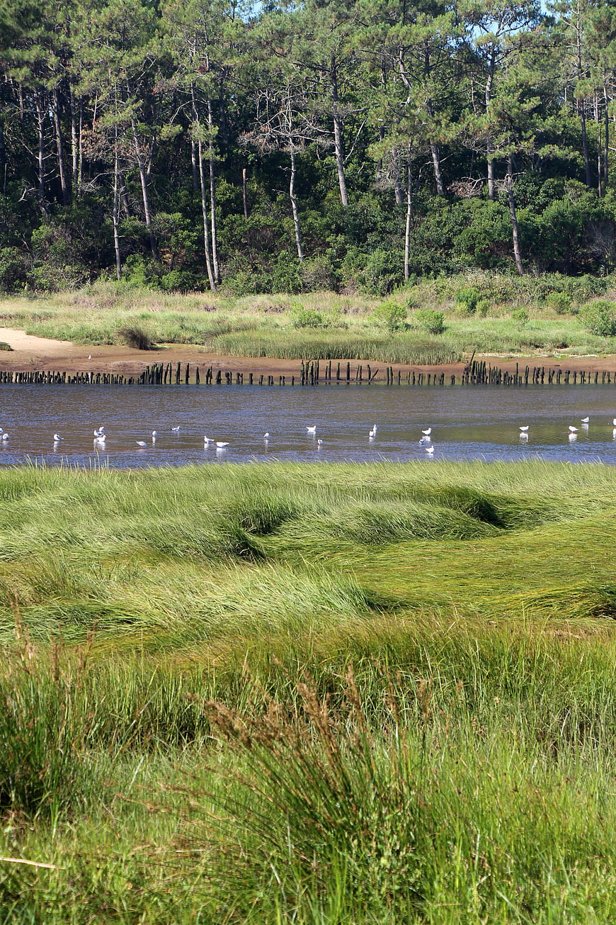 Seagulls in a calm river with lush green grass and forest background