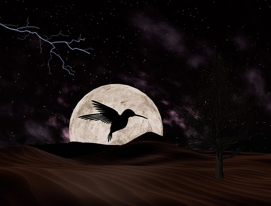 Hummingbird Silhouette Flying Over Desert Dunes at Night