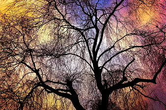 Bare Tree Silhouette Against Vibrant Sunset Sky