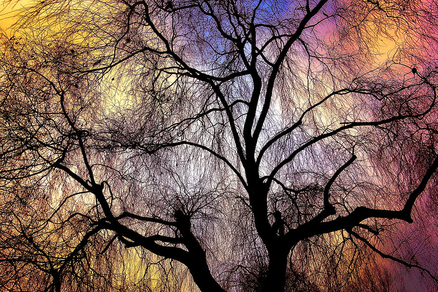 Bare Tree Silhouette Against Vibrant Sunset Sky