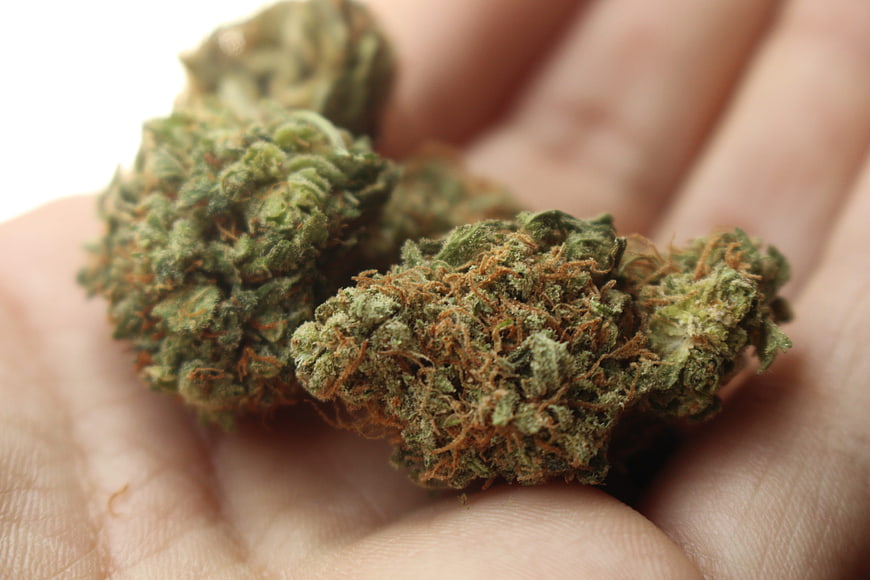 Close-up of cannabis buds held in a human hand