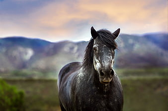 Portrait of a gray horse in a mountain landscape