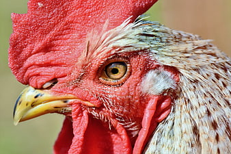 Extreme Close-Up Portrait of a Rooster Head and Beak