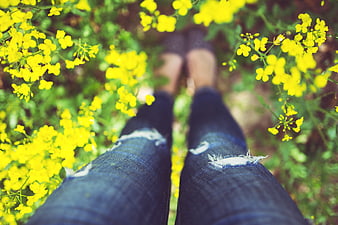 First-person view of legs in ripped jeans sitting in yellow flowers