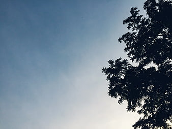 Silhouette of tree branches against blue sky background