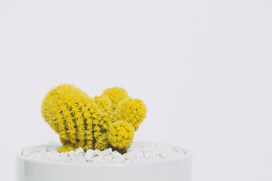 Yellow Heart-Shaped Cactus in White Pot on White Background