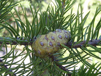 Close-up of a green pine cone on a branch with needles