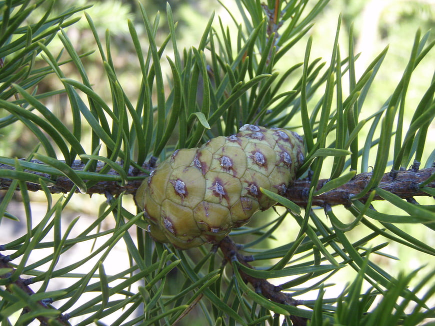Close-up of a green pine cone on a branch with needles