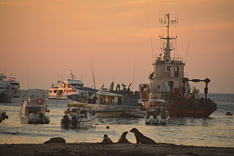 Sea Lions on Rocky Shore with Boats at Sunset in Galapagos