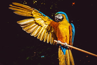 Vibrant Blue-and-Yellow Macaw Perched on Branch with Wings Spread