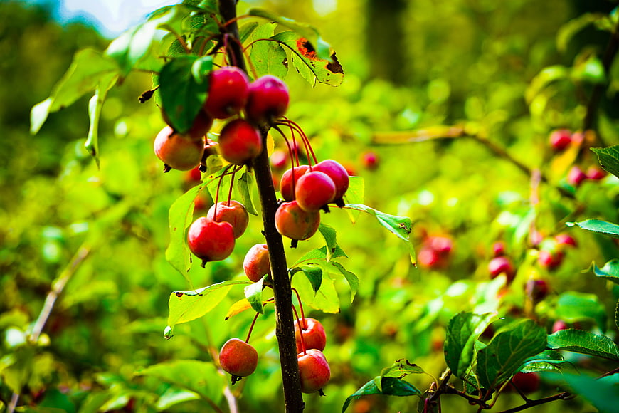 Red Crabapples Hanging on a Branch in a Green Orchard