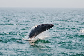Humpback whale breaching in the ocean