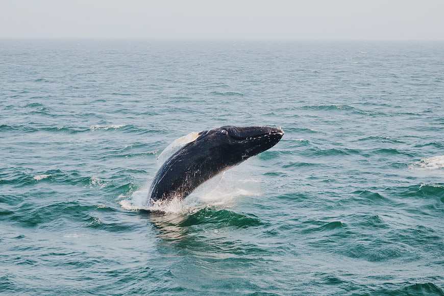 Humpback whale breaching in the ocean