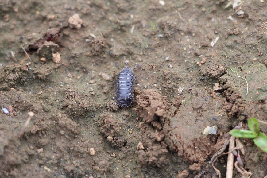 Close-up of a woodlouse on wet soil