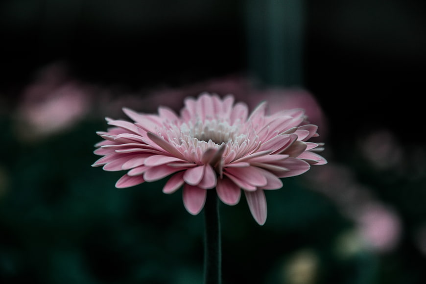 Close-up of a delicate pink gerbera daisy flower