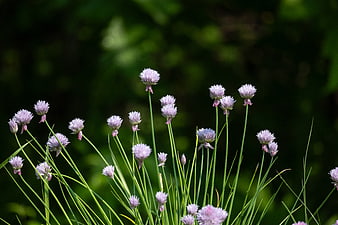 Blooming Chive Flowers in a Garden