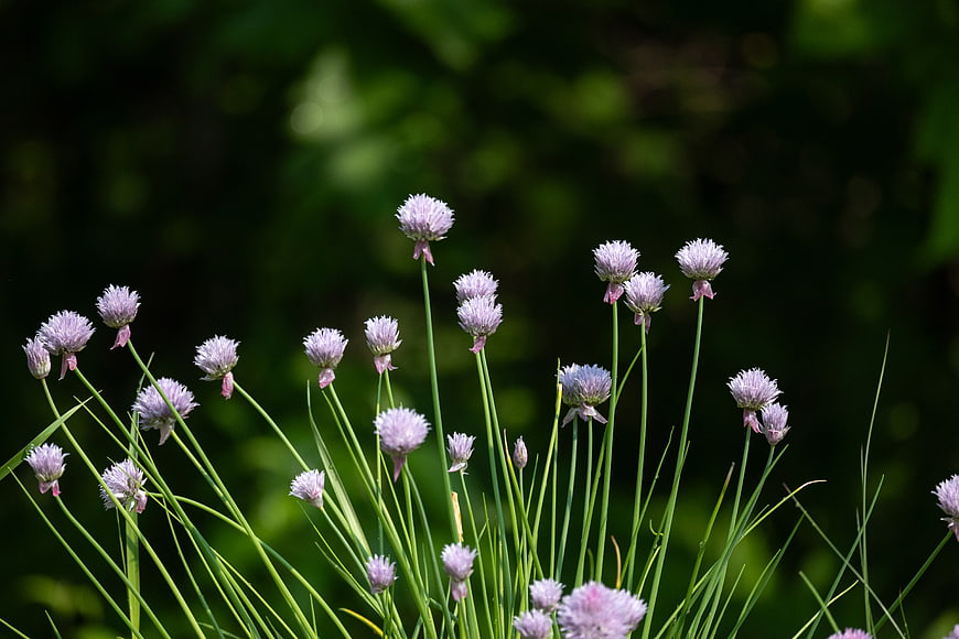 Blooming Chive Flowers in a Garden